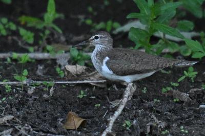 Actitis hypoleucos