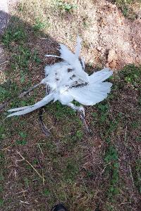 Grande Aigrette