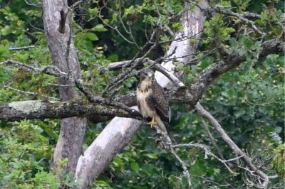 Buse variable