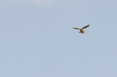 Faucon crécerelle
