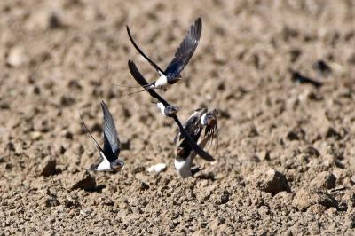Hirondelle rustique