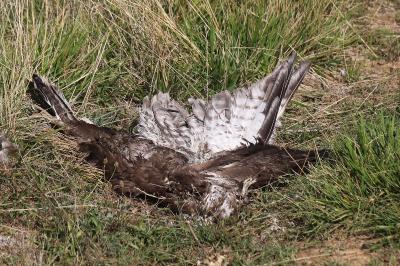 Buse variable