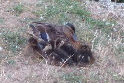 Canard colvert
