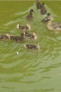 Canard colvert