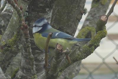 Cyanistes caeruleus