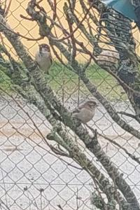 Moineau domestique