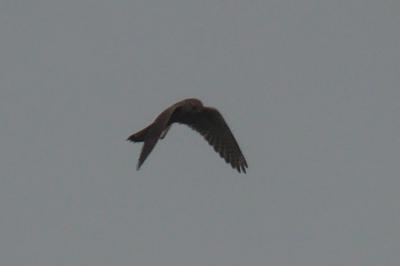 Faucon crécerelle
