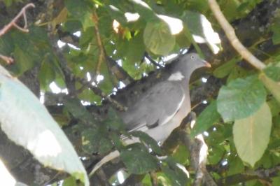 Pigeon ramier