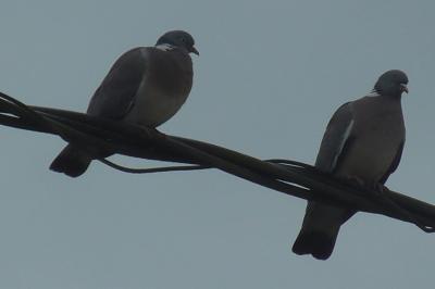 Pigeon ramier