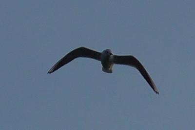Mouette rieuse