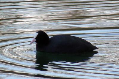 Fulica atra