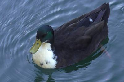 Canard colvert