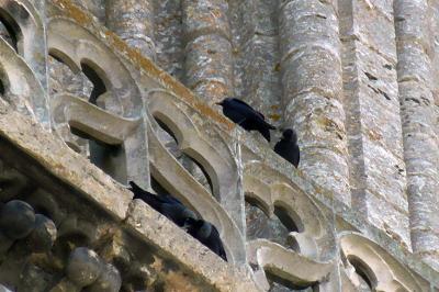 Choucas des tours