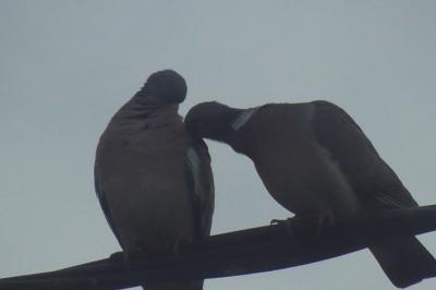 Pigeon ramier