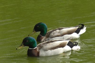 Anas platyrhynchos