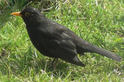 Turdus merula
