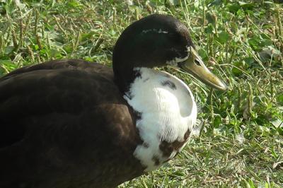 Canard colvert