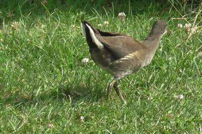 Gallinula chloropus