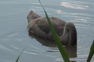 Cygne tuberculé