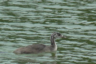 Podiceps cristatus