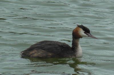 Podiceps cristatus
