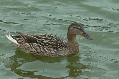 Canard colvert