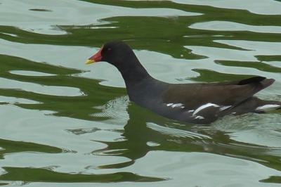 Poule-d'eau