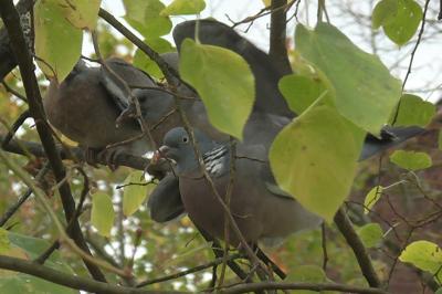 Pigeon ramier
