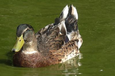 Canard colvert