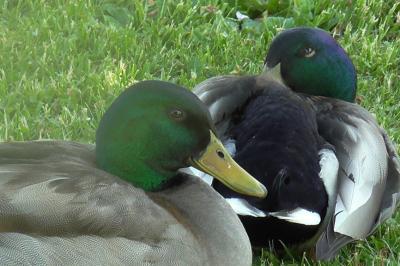 Canard colvert
