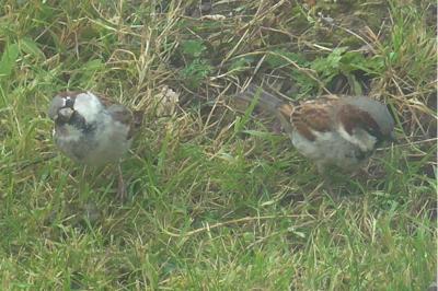 Passer domesticus