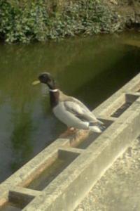 Canard colvert