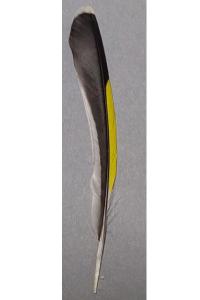 Carduelis carduelis