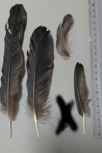 <i>Corvus</i>