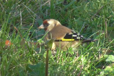 Carduelis carduelis