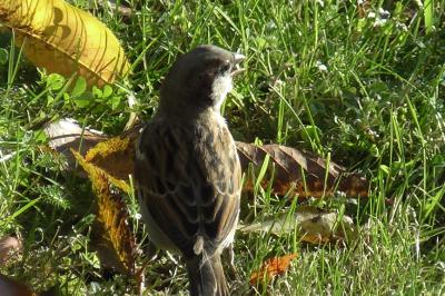 Moineau domestique