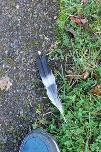 Pigeon ramier
