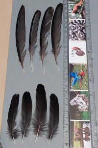 Poule-d'eau