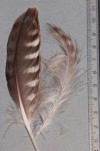 Faucon pèlerin