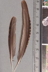 Coturnix coturnix