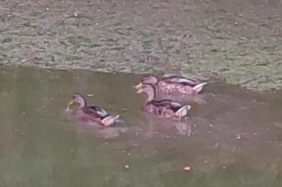 Canard colvert