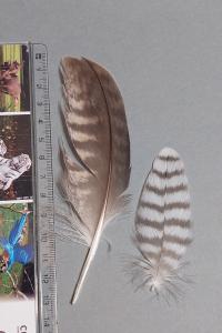 Faucon pèlerin