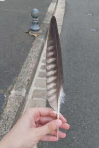 Faucon pèlerin