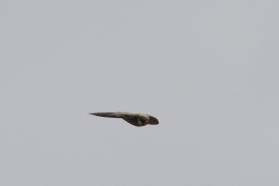 Falco subbuteo