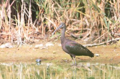 Ibis falcinelle