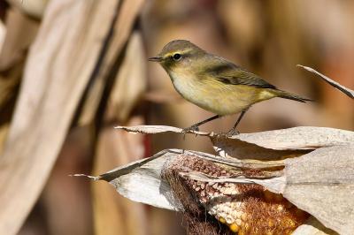 Phylloscopus collybita