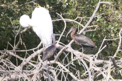 Ibis falcinelle