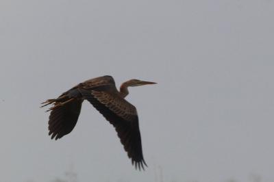 Ardea purpurea