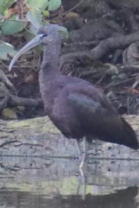 Ibis falcinelle