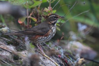 Turdus iliacus